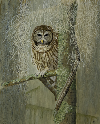 BARRED OWL